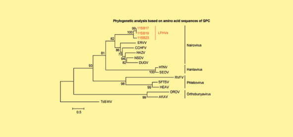 Phylogenetic analysis of Leopards Hill virus and other viruses in the family bunyaviridae