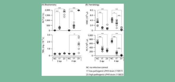 Leopards Hill virus 11SB23 strain injection to mice resulted in (A) liver and kidney dysfunction, (B) leucopenia, and thrombocytopenia