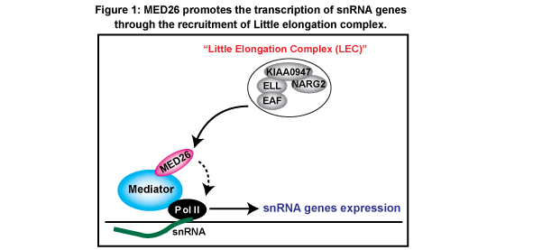 Figure 1: Human Mediator subunit MED26 plays a role in the recruitment of LEC to snRNA genes through interaction of LEC and MED26. After LEC is recruited by MED26, MED26 hands LEC to Pol II, and thereby LEC activates productive elongation of Pol II.