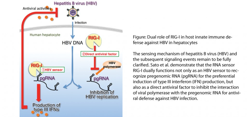 hepatitis b virus research