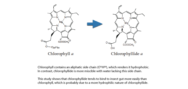 Fig. 1: Structures of chlorophyll and chlorophyllide