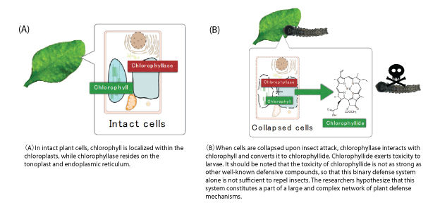 Fig. 2: A binary defense system composed of chlorophyllase and chlorophyll