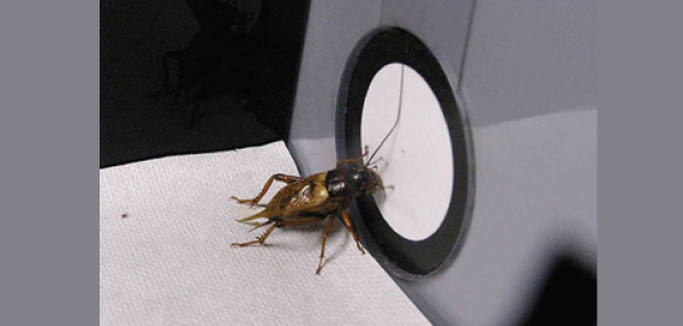 A cricket searches for a pattern combined with a reward (water) in a memory test after learning practice.