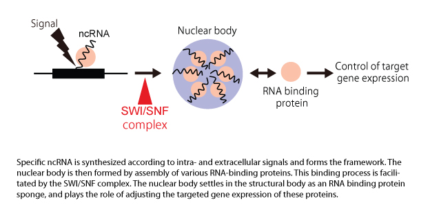 Illustration of the role of the SWI/SNF complex in ncRNA-dependent nuclear body formation 