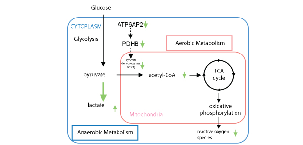 (Pro)renin receptor and glucose metabolism: (Pro)renin receptor blockade causes a metabolic shift from aerobic cellular respiration to anaerobic glycolysis (green arrows), leading consequently to a decrease in mitochondrial ROS. 