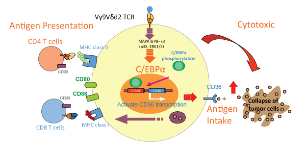 The gamma delta T cell (γδ T cell, center) expresses the CD36 scavenger receptor and takes in the antigen as it injures the tumor cell at right. During gamma delta T cell (γδ T cell) activation, the C/EBP alpha (C/EBPα)  transcription factor along with signaling pathways such as p38 MAPK and NF-kappaB (NF-κB) go to work, enhancing the expression of molecules important for antigen presentation on the left. 