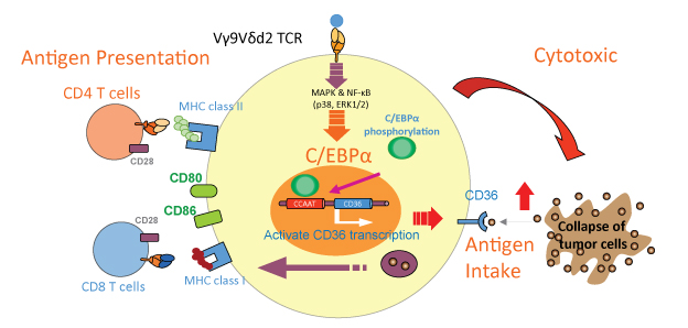 The gamma delta T cell (γδ T cell, center) expresses the CD36 scavenger receptor and takes in the antigen as it injures the tumor cell at right. During gamma delta T cell (γδ T cell) activation, the C/EBP alpha (C/EBPα) transcription factor along with signaling pathways such as p38 MAPK and NF-kappaB (NF-κB) go to work, enhancing the expression of molecules important for antigen presentation on the left.