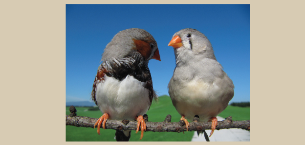 Zebra finches