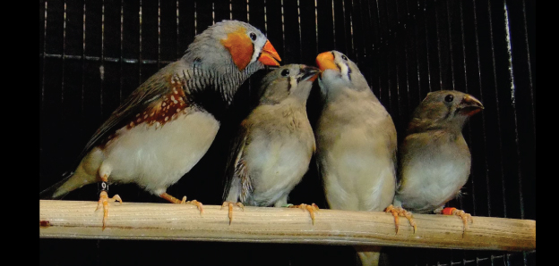 Zebra finches crooning a song