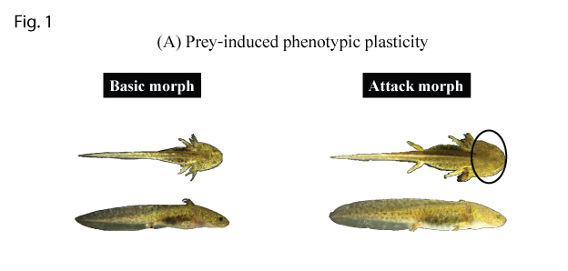 Figure 1. Prey and predator induced phenotypic plasticity in Hokkaido salamander larvae: (A) A tadpole prey induced attack morph with a broader head which is advantageous for catching prey.