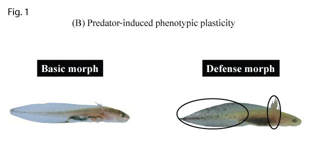 Figure 1. Prey and predator induced phenotypic plasticity in Hokkaido salamander larvae: (B) A dragonfly nymph predator induced defensive morph with larger external gills and tail fin for greater protection from predators. 