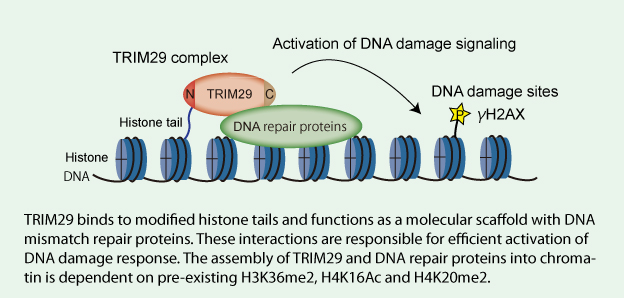 Model for TRIM29 function in activation of DNA damage signaling