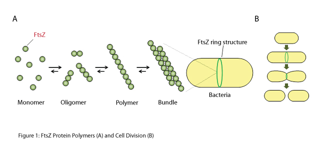 Dimerizing and further polymerizing FtsZ is necessary for bacterial cell division and growth. Thus, compounds that inhibit dimerization of the FtsZ protein are potential “seeds” for new antibacterial drugs. 