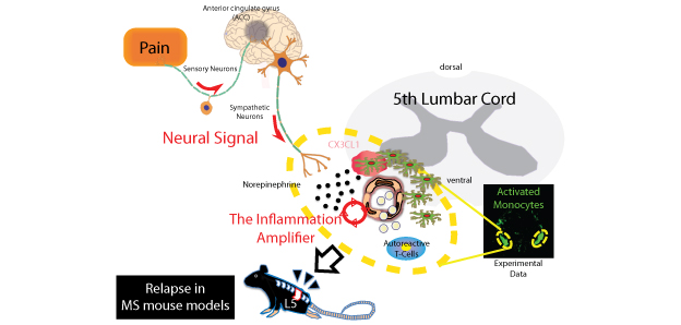 The activation of sensory neurons due to pain results in neuroactivation of the anterior cingulate gyrus (ACC) of the brain which activates sympathetic neurons that control ventral blood vessels of the spinal cord. As a result of sympathetic neuron activation, norepinephrine is released at the ventral blood vessels of the spinal cord, and chemokine CX3CL1 is released by vascular endothelial cells and activated monocytes that have received this signal. The activated monocytes also accumulate in the ventral blood vessels of the spinal cord, and antigens occur on the autoreactive T-cells within the blood. The activated autoreactive T-cells release cytokines such as IL-17, which infiltrate into the central nervous system and activate the “inflammation amplifier”, a mechanism for chemokine over-production, which attracts all types of immunocytes. In this way, inflammation occurs again in the central nervous system, and relapse of the multiple sclerosis model is induced