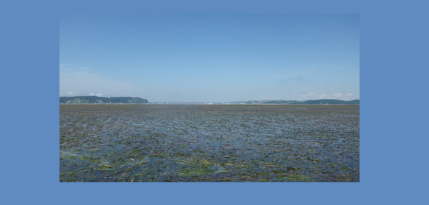 Eelgrass bed in the Akkeshi-ko estuary