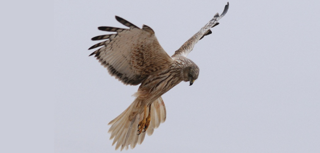 Eastern marsh harrier (adult male): Total length approximately 50 cm. Listed as endangered on the Red List of the Ministry of the Environment. Lives throughout the year in wetlands and agricultural areas, and is a summer visitor in Hokkaido. In the Tomakomai region it makes nests in the reed beds of wetlands and raises young. It mainly eats animals of the rodent family.