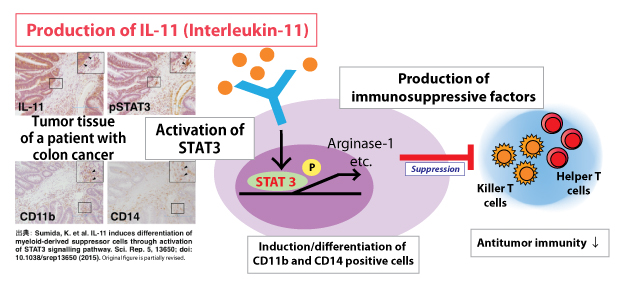 The differentiation and induction mechanism of immunosuppressive cells, by IL-11 produced in the tumor microenvironment and which mediates STAT3 activation. When the IL-11-STAT3 signaling pathway is disrupted by an inhibitor, improvement in the immunosuppressive condition of cancer patients is expected.