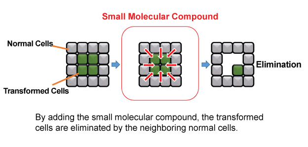 By identifying small chemical compounds that promote the anti-tumor activity of normal epithelial cells, the elimination of transformed cells from normal cell layers is promoted.