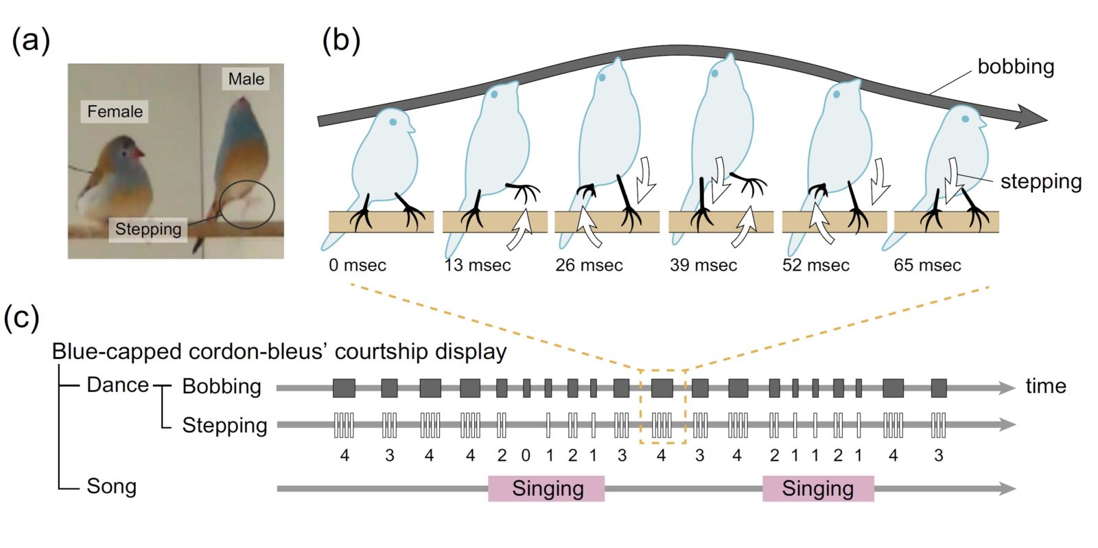 Courtship display in blue-capped cordon-bleus. (a) When blue-capped cordon-bleus perform courtship display, (b) they simultaneous bob and step, and (c) sing at certain times. Bobbing (shaded bars) with multiple steps (white bars) is repeated often, and usually singing occurs several times. White and shaded arrows in (b) correspond with the colour of bars in (c). Note the number of steps in (c) involved in each bobbing action.