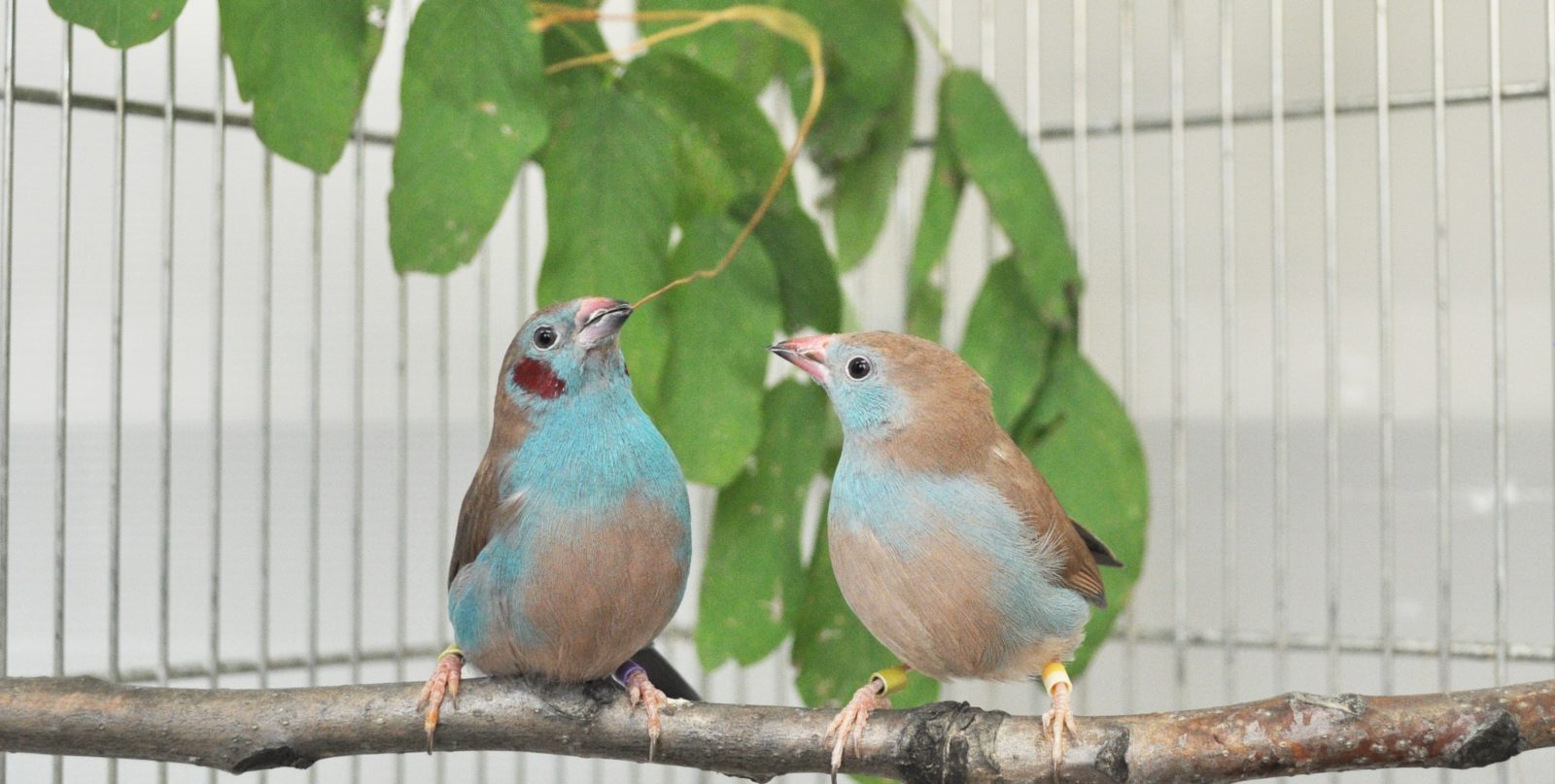  A male red-cheeked cordon-bleu is performing courtship dance.