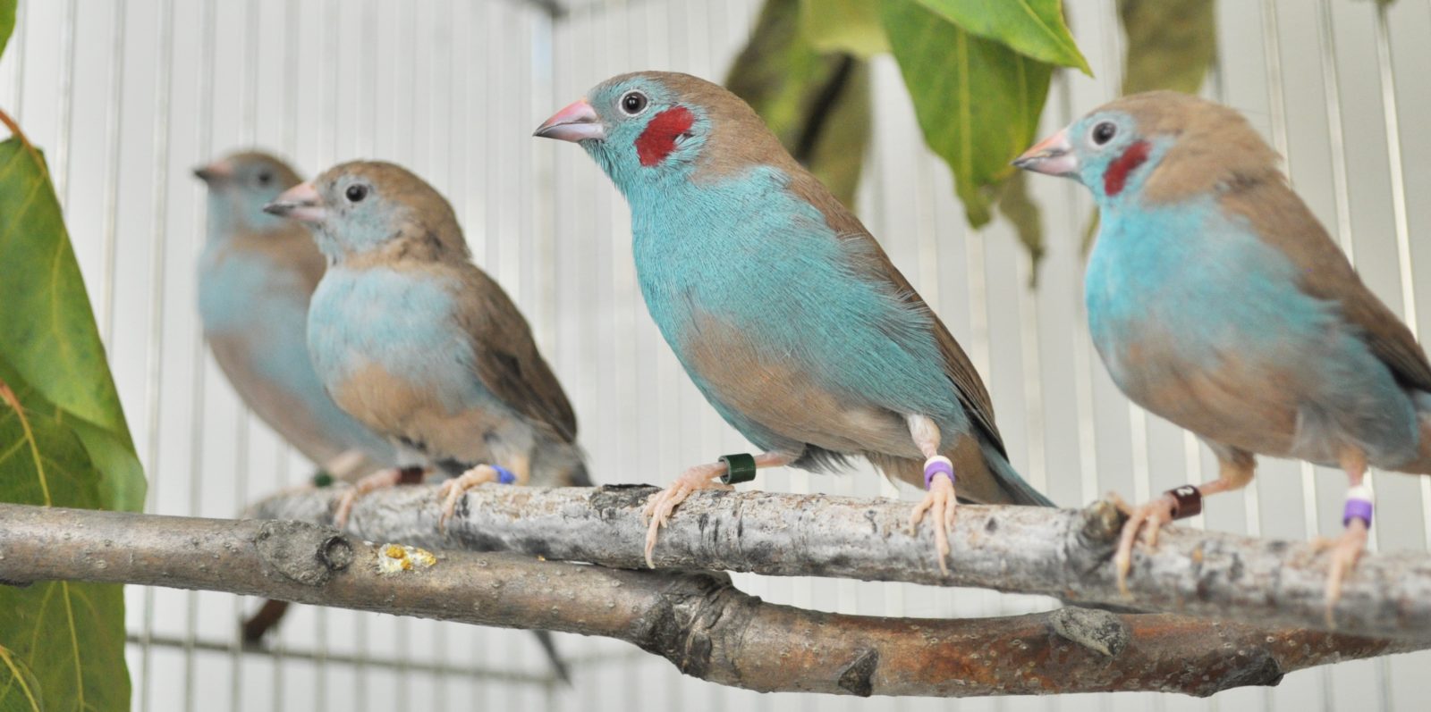  Males and females of the red-cheeked cordon-bleu, which is a closely-related species of the blue-capped cordon bleu.