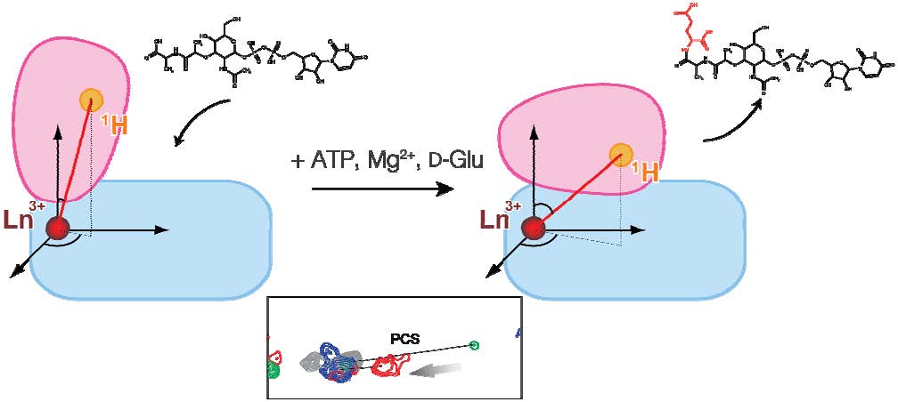 MurD<strong><sup> 1</sup></strong> involves in the synthesis of the peptidoglycan layer, which is crucial for the growth of bacteria, by using energy from ATP in order to add D-Glu to a UMA substrate. Accompanying the progress of that enzyme reaction, the conformation, and in particular, the arrangement of domain 3 (pink) relative to domains 1 and 2 (light blue), undergoes a drastic change from an open state to a closed state. We have succeeded in analyzing the conformational changes in detail by the use of a paramagnetic lanthanide ions<sup><strong> 2</sup></strong> (Ln3+, red balls) fixed on the protein to observe the changes in PCS, which is one of the paramagnetic effects. In the NMR<strong><sup> 3</sup></strong> spectrum that is shown as an example in the box at the bottom of the figure, there is a big difference between the PCS before ligand binding (the shift of the position of the green-gray signals) and the PCS after ligand binding (the shift of the position of the red-blue signals). By using such PCS changes it is possible to precisely observe conformational changes.