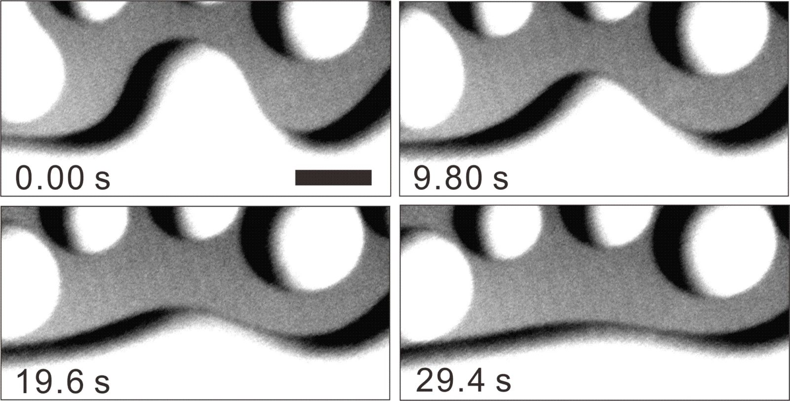 The coalescent and absorption process of small quasi-liquid layers (droplet type) with large ones. We observed the relaxation process that the shape of the droplet perturbed by the absorption recovers its  initial state. Note that the unit in this figure is a second. The black bar corresponds to 20 μm.