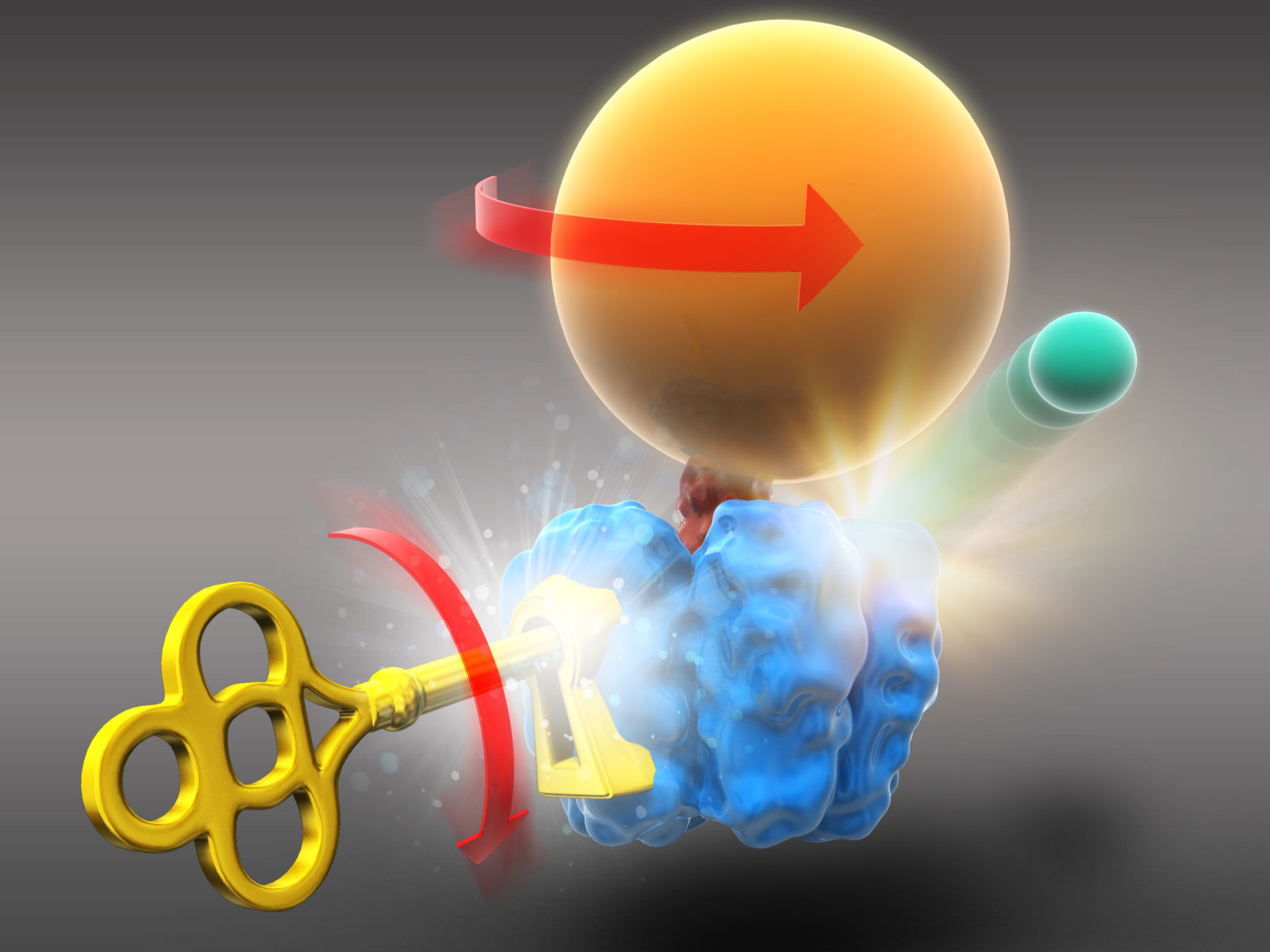 ATP hydrolysis works as key to unlock the reaction of adenosine diphosphate (ADP) release (schematic diagram)