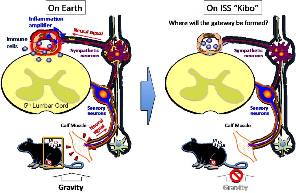 HU Research on Gravity and Inflammation Response Selected for JAXA Feasibility Study