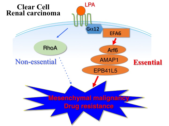 In clear cell renal cell carcinomas cells (ccRCCs), lysophosphatidic acid (LPA) activates Arf6 via its G-protein coupled receptors, in which GTP-bound Gα12 directly binds to the Arf6-specific guanine nucleotide exchanging factor, EFA6. Activated Arf6 then employs its downstream effector AMAP1, and AMAP1 then binds to the mesenchymal-specific protein EPB41L5, to promote invasion and metastasis, and drug resistance of ccRCCs. RhoA activity is dispensable to the mesenchymal malignancies induced by LPA. 