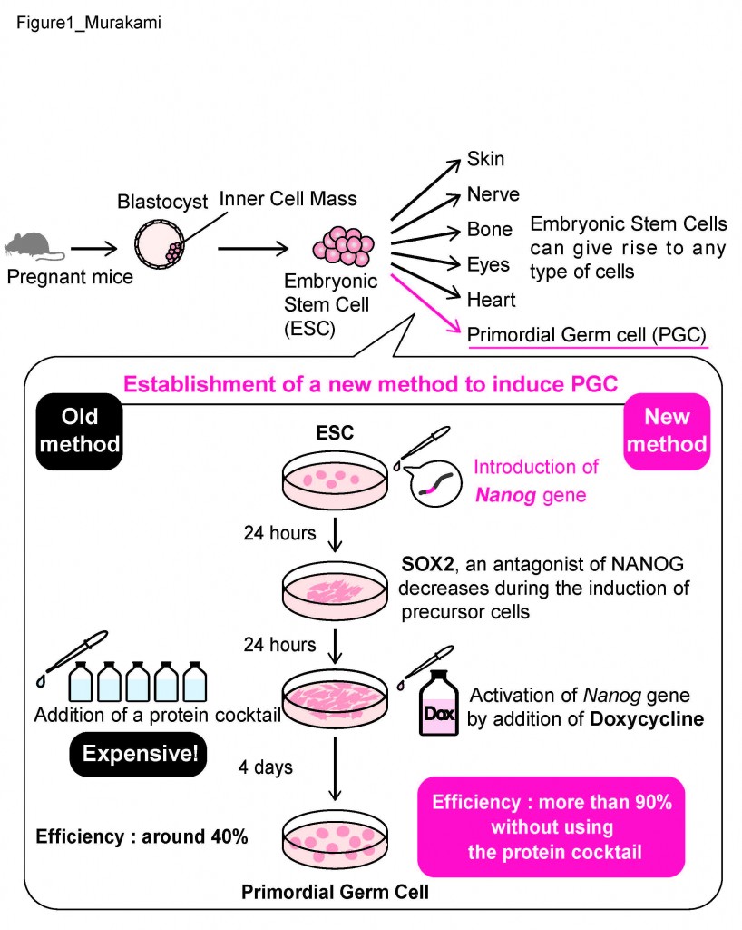 Figure1_Murakami