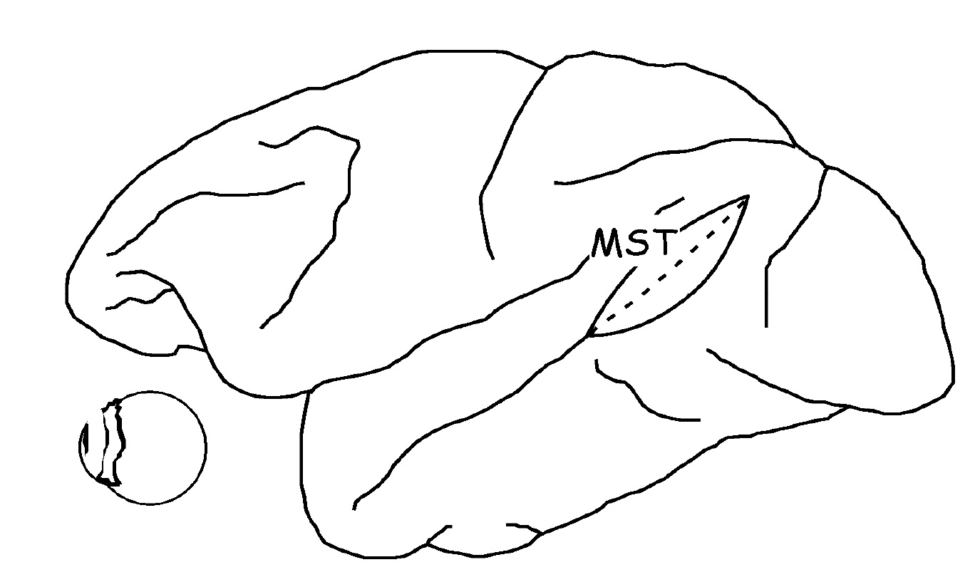 Figure 1. Location of Medial Superior Temporal Area (MST area; human homologue of area V5a).