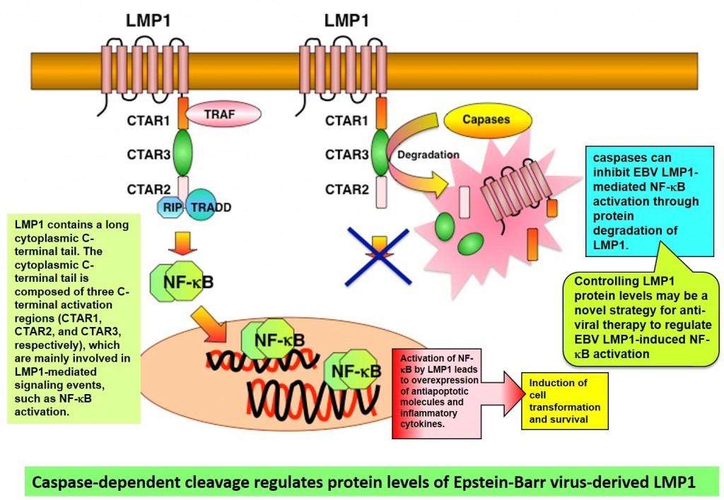 Caspase-dependent cleavage regulates protein levels of Epstein-Barr virus-derived LMP1