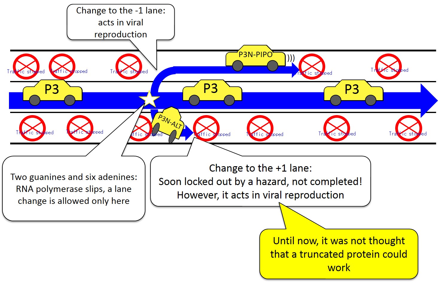 <b>Image of how the truncated gene P3N-ALT is formed</b><br /> Even though it soon stops (the translation into a protein is ended), there is a car that changes lanes to the +1 lane (reading frame) at a base sequence that contains two guanines and six adenines (G2A6) that occurs in the middle of the center line (the large ORF in the viral genome), and a small amount of P3N-ALT protein is produced. This truncated gene P3N-ALT turns out to be necessary for viral infection and reproduction.