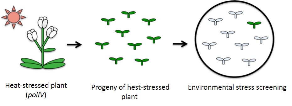 <b>Fig. 1  Preparation of <i>ONSEN</i> transposition group by high temperature stress processing and stress tolerant test</b><br /> When <i>Arabidopsis polIV</i> variant is processed at high temperature, transposition group of <i>ONSEN</i> can be obtained in the next generation. Using this transposition group, we searched for individuals showing tolerance to abscisic acid stress. 