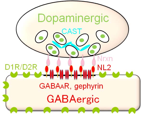 Anchored transmission at dopamine synapse Copyright: Masahiko WATANABE, Hokkaido University