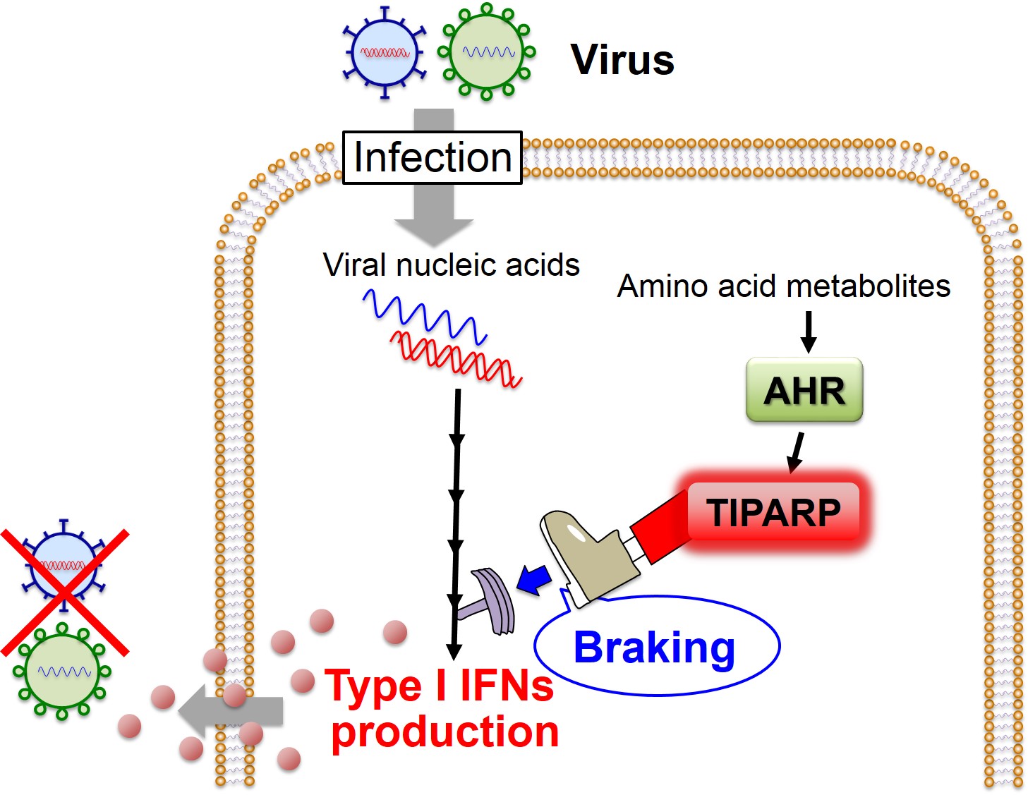 AHR-mediated “braking” mechanism for the regulation of the antiviral IFN response