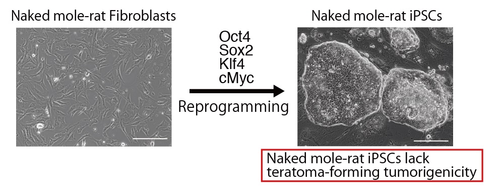 NMR-iPSCs