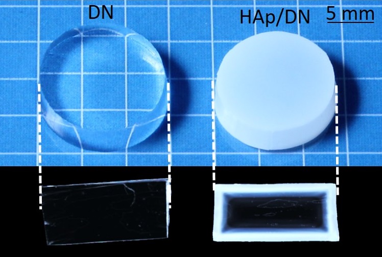 The DN gel (left) and the newly developed HAp/DN gel (right) and their cross sectional views. (Nonoyama T., Wada S. et al., Advanced Materials, May 17, 2016)