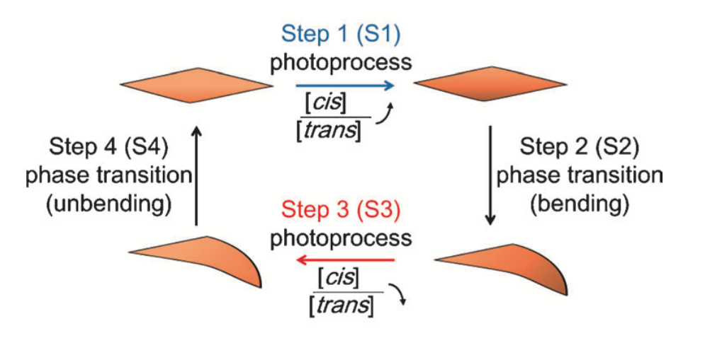 Schematic illustration of each step of the self-oscillatory motion. (Ikegami T. et. al., Angewandte Chemie International Edition, May 19, 2016)