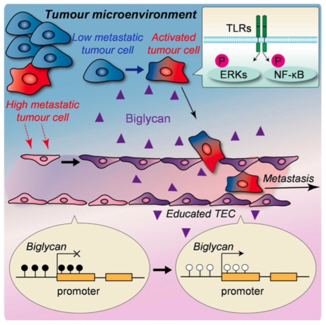 Tumour endothelial cells (TEC) affected by the tumour microenvironment express biglycan, which allows tumour cells to break through the gate and proceed into bloodstream. (Maishi N. et. al., Scientific Reports. June 13, 2016)