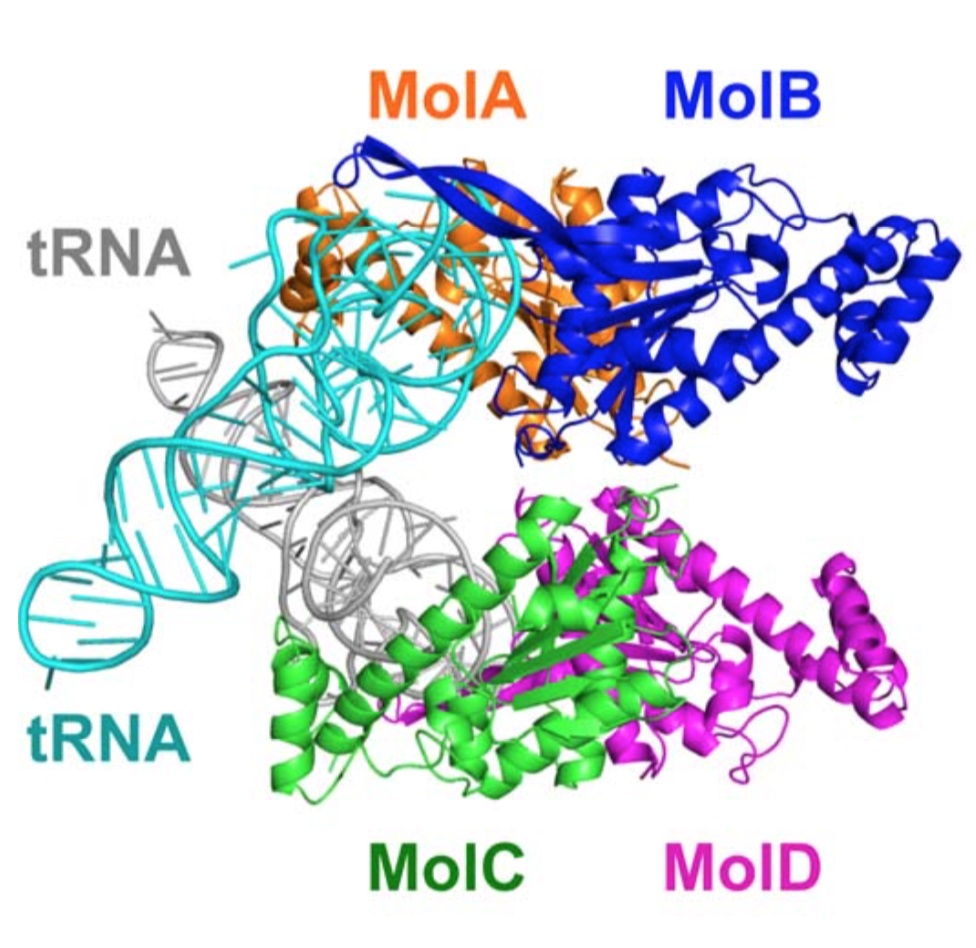 Structure of the TLP complex with tRNA revealed by X-ray crystrarography