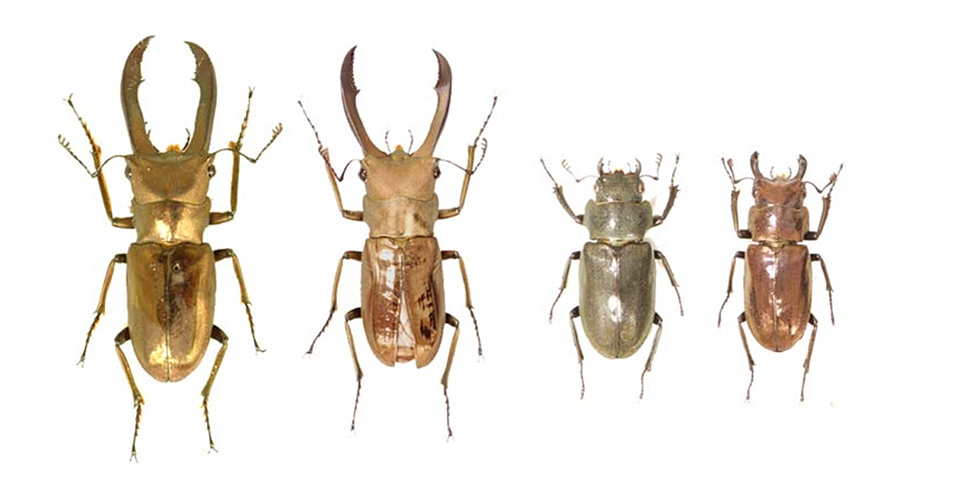 Disruption of sex determination gene intersex did not show any major effects on male beetles, while male-like traits such as larger mandibles and golden metallic color were seen in female beetles (From the left; normal male, intersex- male, normal female, intersex- female). Scale bar=10mm.
