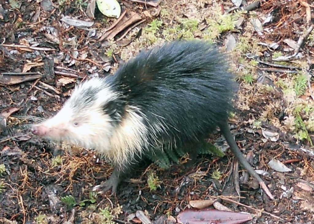 A Cuban solenodon