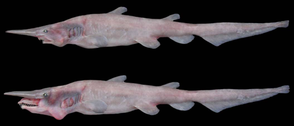 A goblin shark pre-jaw projection (above) and post-jaw projection (below).  Photo: Okinawa Churashima Foundation