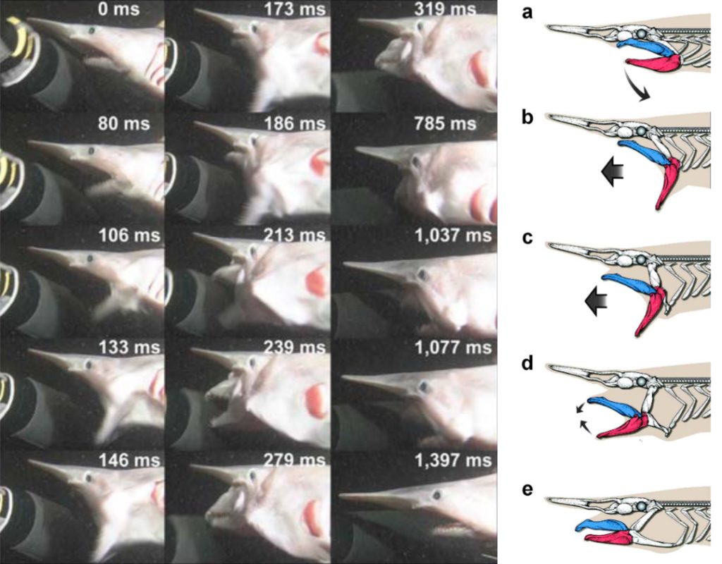 (Left) Video stills show a goblin shark’s protruding jaws (elapsed time is shown in milliseconds). (Right) Goblin shark “slingshot feeding.” Jaw movement is extremely rapid: about 0.3 seconds from “a” to “e”. Photo: NHK, Illustration: Hokkaido University