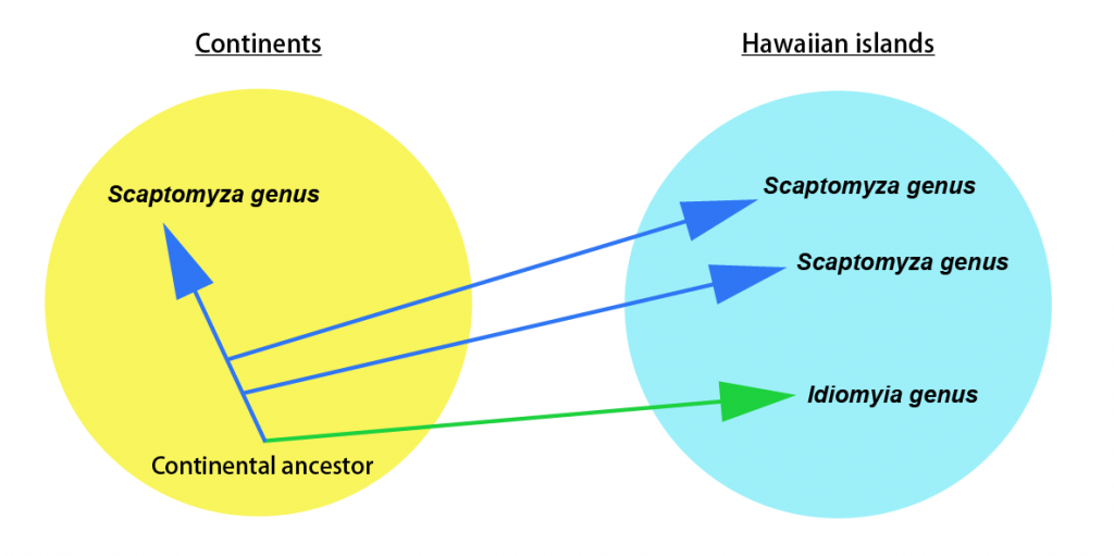 Hawaiian drosophilids had multiple ancestors that migrated from continents