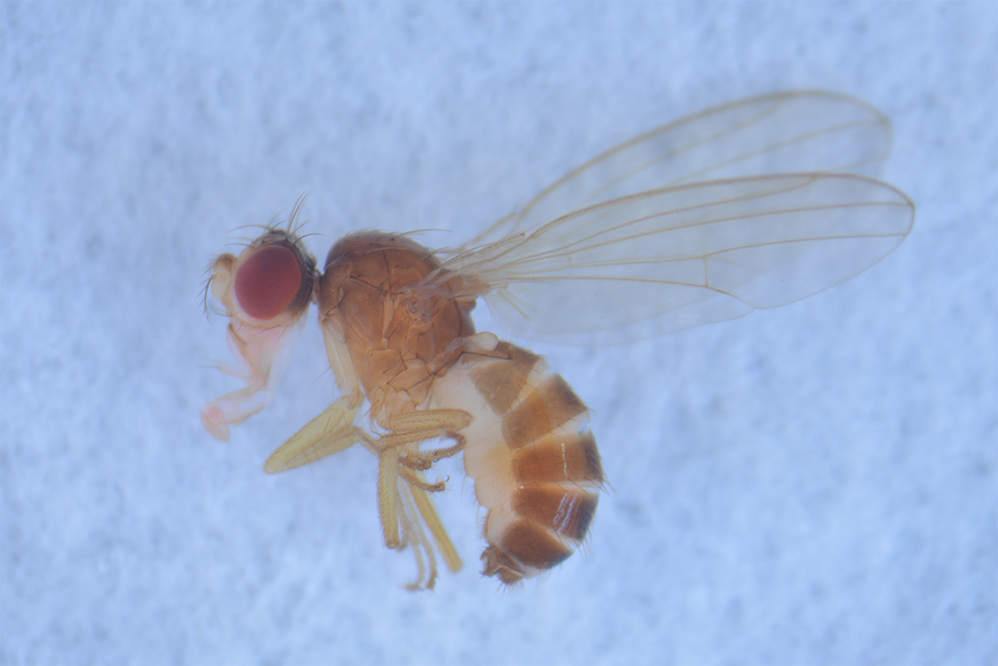 Scaptomyza pallida, one of the fruit fly species living in Hawaii