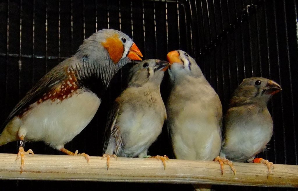 zebra finch family