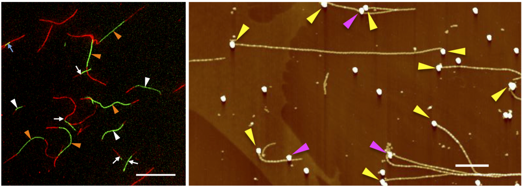 (Left) Growth of tandem fluorescent fibrils. Scale bar = 20 micrometers. (Right) Fibrils extended from gold nanoparticles placed on the surface of a substrate. Scale bar = 1 micrometer.